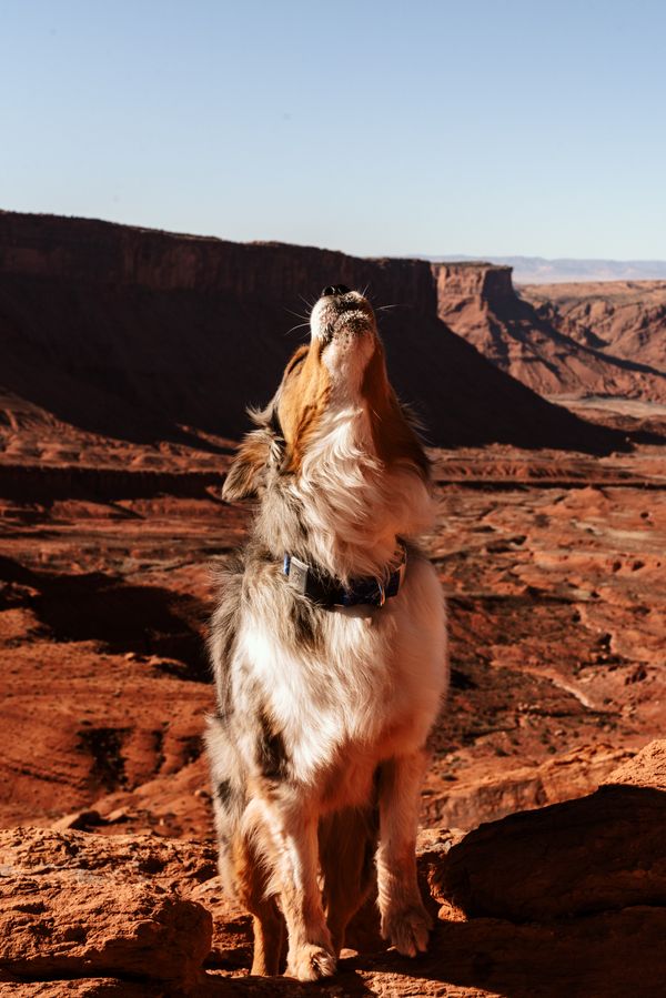 Why Do Dogs Howl When You Howl?