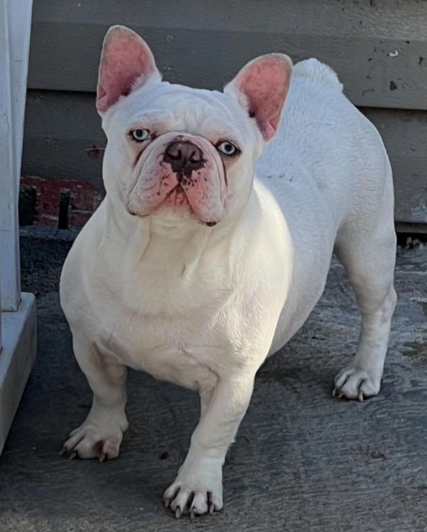 Platinum French Bulldogs The Ultimate Status Symbol