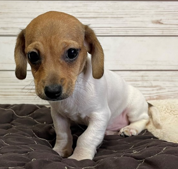 The Chiweenie A Complete Guide to the Tiny Powerhouse