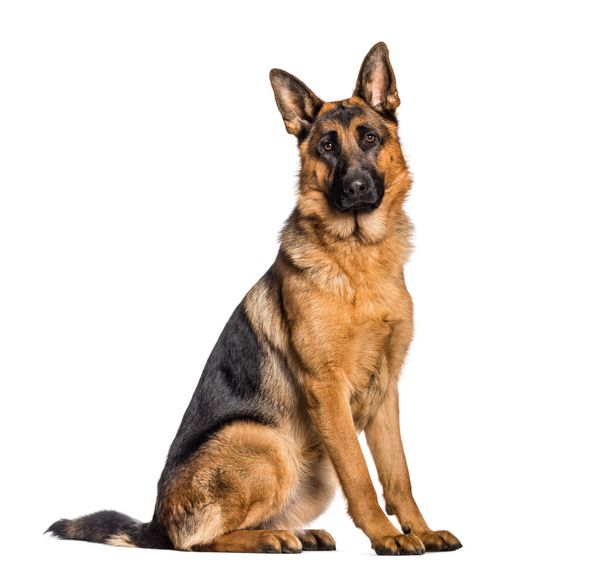 Unveiling the LongHaired German Shepherd Traits & Care