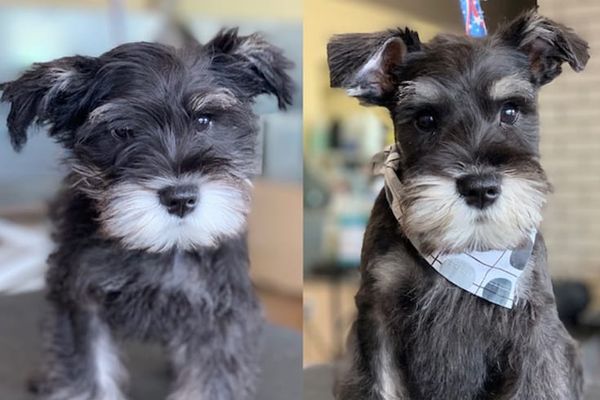 Schnauzer Cut: Guide To Transforming Schnauzer's Appearance