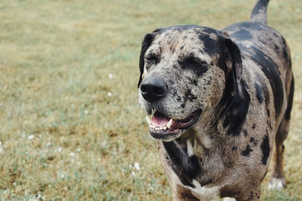 Catahoula Leopard Dog Price: FactorsThat Consider Cost