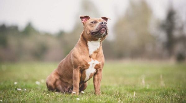 Staffordshire Bull Terrier vs American Staffordshire Terrier