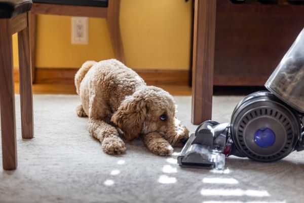 Why Do Dogs Dislike Vacuums? Decoding Their Anxiety