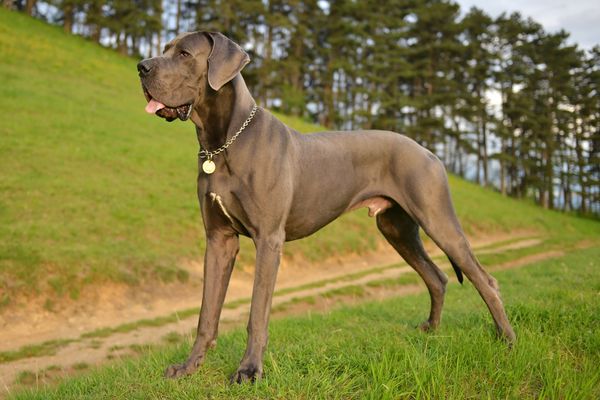 Great Dane Training Tips: Unveiling the Gentle Giant's Potential