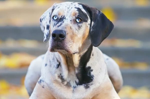 Are Catahoula Leopard Dogs Aggressive? A Behavioral Study