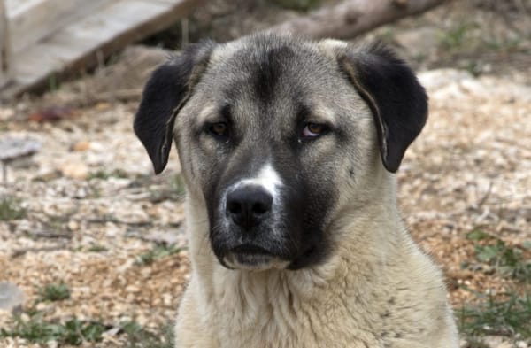 Are Anatolian Shepherds Aggressive? Debunking Myths!