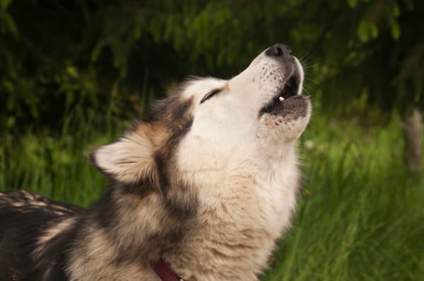 Do Alaskan Malamutes Howl? Howling tales!