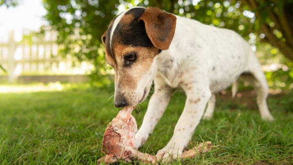 my-dog-ate-raw-ground-beef-what-you-need-to-know