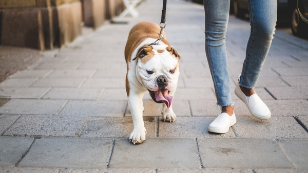 How Soon Can I Walk My Dog After Neutering? A Clear Answer