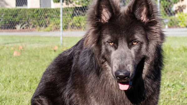 How Much Does a Blue Bay Shepherd Cost? Beyond the Fur!