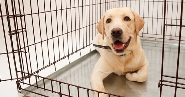 Dog Peeing in Crate Due to Separation Anxiety: Learn Now!