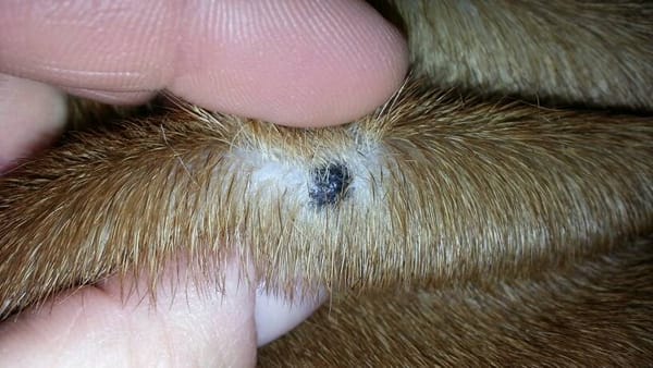 Can Dogs Have Moles? Get The Scoop On This Common Concern!