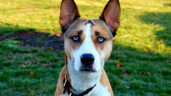 Pitsky Essentials: Your Guide to the Pitbull-Husky Mix